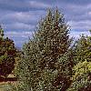 Pinus nigra, habit