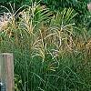 Miscanthus sinensis 'Nippon', habit