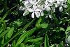 Phlox divaricata 'Dirigo Ice', habit