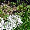 Phlox divaricata 'Dirigo Ice', habit