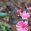 Lewisia cotyledon 'Regenbogen' mixed, habit