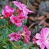 Lewisia cotyledon 'Regenbogen' mixed, habit