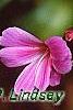 Lewisia cotyledon 'Regenbogen' mixed, flowers
