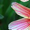 Lewisia 'Little Plum', flowers