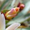 Lewisia 'Little Peach', flowers
