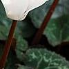 Cyclamen 'Laser White', habit