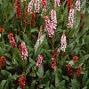 Persicaria affinis 'Darjeeling Red', habit