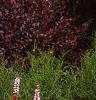 Persicaria affinis 'Darjeeling Red', habit