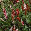Persicaria affinis 'Darjeeling Red', habit