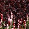 Persicaria affinis 'Darjeeling Red', habit