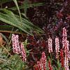 Persicaria affinis 'Darjeeling Red', habit