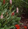 Persicaria affinis 'Darjeeling Red', habit