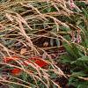 Persicaria affinis 'Darjeeling Red', habit