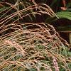 Persicaria affinis 'Darjeeling Red', habit