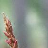 Persicaria amplexicaulis 'Atrosanguinea', flowers