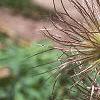 Anemone pulsatilla, fruit