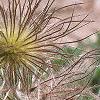 Anemone pulsatilla, fruit