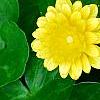 Ranunculus ficaria 'Greencourt Gold', flowers
