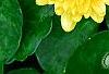 Ranunculus ficaria 'Greencourt Gold', flowers