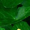 Ranunculus ficaria 'Greencourt Gold', flowers