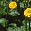 Ranunculus repens var. pleniflorus, flowers