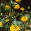 Ranunculus repens var. pleniflorus, flowers