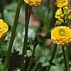 Ranunculus repens var. pleniflorus, flowers
