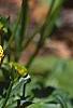 Ranunculus repens var. pleniflorus, flowers