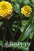 Ranunculus repens var. pleniflorus, flowers