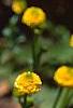 Ranunculus repens var. pleniflorus, flowers