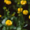 Ranunculus repens var. pleniflorus, flowers