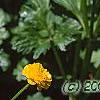 Ranunculus repens var. pleniflorus, flowers