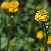 Ranunculus repens var. pleniflorus, flowers