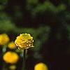 Ranunculus repens var. pleniflorus, flowers