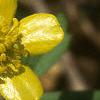 Ranunculus septentrionalis, flowers