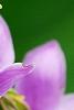 Thalictrum rochebrunianum, flowers
