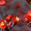 Chaenomeles x superba 'Hollandia', flowers