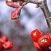 Chaenomeles x superba 'Hollandia', flowers