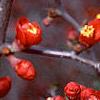 Chaenomeles x superba 'Hollandia', flowers