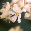 Filipendula hexapetala, flowers
