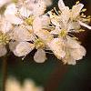 Filipendula hexapetala, flowers