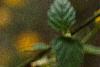 Kerria japonica, flowers