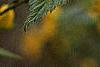 Kerria japonica, flowers