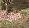 Malus x 'Adirondack', habit