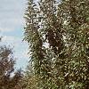 Malus x 'Adirondack', habit