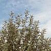 Malus x 'Adirondack', habit