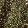 Malus x 'Adirondack', habit