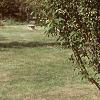 Malus x 'Adirondack', habit