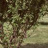 Malus x 'Adirondack', habit