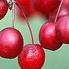Malus 'Adams', fruit